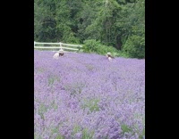 Girl white dress hat sit lavender field