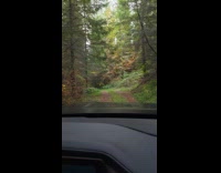 Tesla truck sensing people in the woods