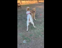 Dog approach and push other dog to play