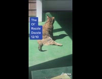 Collab BitchMP - Rating cat leg sit positions