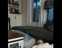 Dogs on bed falls from the couch