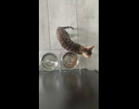 Brown cat makes funny noise while eating