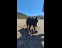 Black dog dig hole on beach sand