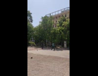 Man in a blue suit walks near the flock of birds at the park