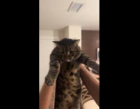 Collab Clips MPUGC - Man shakes cat while meowing