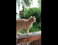 Collab BitchMP - orange cat scared of thunder 