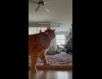 Woman pretends to faint cat doesnt care 