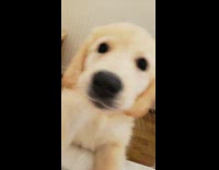 Golden retriever puppy bark eat camera bed