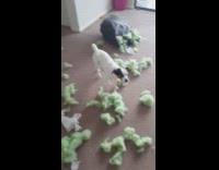 White dog black ears ashamed of destroying pillow green fluff all over house