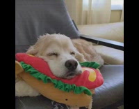 Brown dog sleeps on hot dog toy 