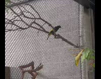 Bird on branch make sounds like R2D2