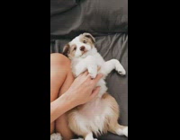 Collab Pets For All - Girl gives puppy belly rubs good morning