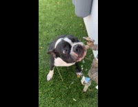 Boston terrier drinks water from water hose