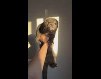 Lady Holds a Mink with Bare Hands