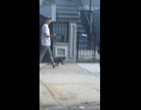 Guy walks cat on harness leash sidewalk 