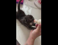 Baby black cat drinking from bottle