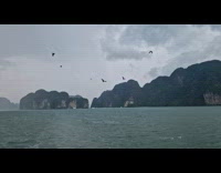 Collab PubityPets - Flock of bird flies behind the boat in the ocean