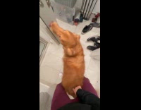 Dog dances between filmers legs inside bathroom