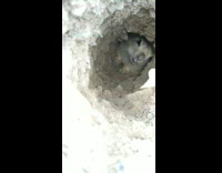 Mole sits in hole 