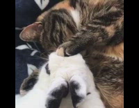 Grey brown cat white black bunny rabbit