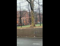 Woman peeing behind tree with her dog