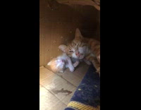 Tired cat mom use kitten as pillow