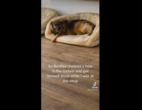 Dog got head stuck in curtain hole