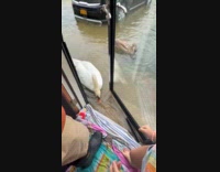 Swans fed by filmer outside flooded house