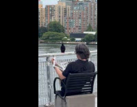 Pigeon perching on fence in front of man reading newspaper 