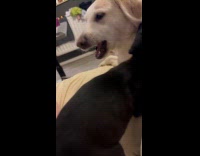 Puppy ask attention to sister bites face