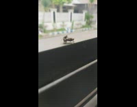 Two flies mate on railings balcony insect