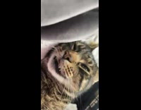 Collab BitchMP - Girl thinks sleeping cat is dead 