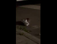 Collab WINY - Rat gets bread from foil on street