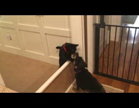 Cat and dog plays with wall between