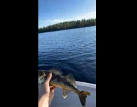 Fish caught thrown back but hits a rock