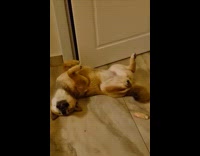 Shiba dog lay upside down sleep on floor