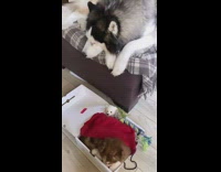Husky sleeps on bed puppy sleeps on floor 