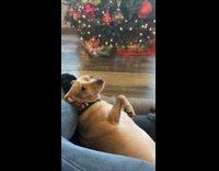 Woman giving pet dog tummy scratches