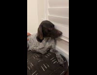 Collab Clips MPUGC - Dog mad because nails cut too short 