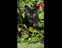 Collab PLC - Black cat with harness hides behind bushes