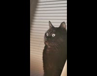 Woman calls cat looks with wide eyes