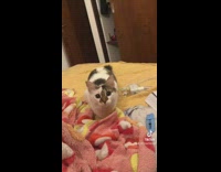 Small white and black cat on bed wiggling around