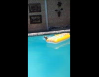 Brown dog swim in pool get football