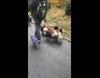 Walking a buncha dogs at the park