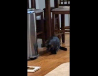 Intruder cat breaks down cat door 