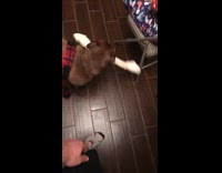 Dog shows off bone christmas gift 