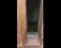 Family of birds inside the mailbox on the wall