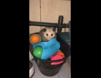 Collab BitchMP - Possum inside of house in bucket
