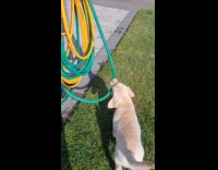 Dog bites hose help man carry it