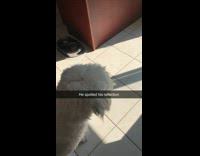 Dog growls backs away from its reflection